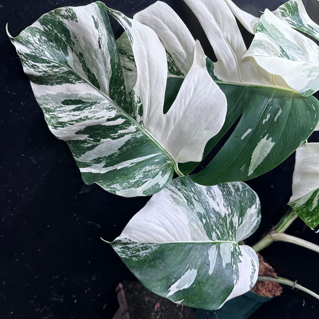 ロ*ラ様 斑入りモンステラ ホワイトタイガー極美大株68cm白斑多