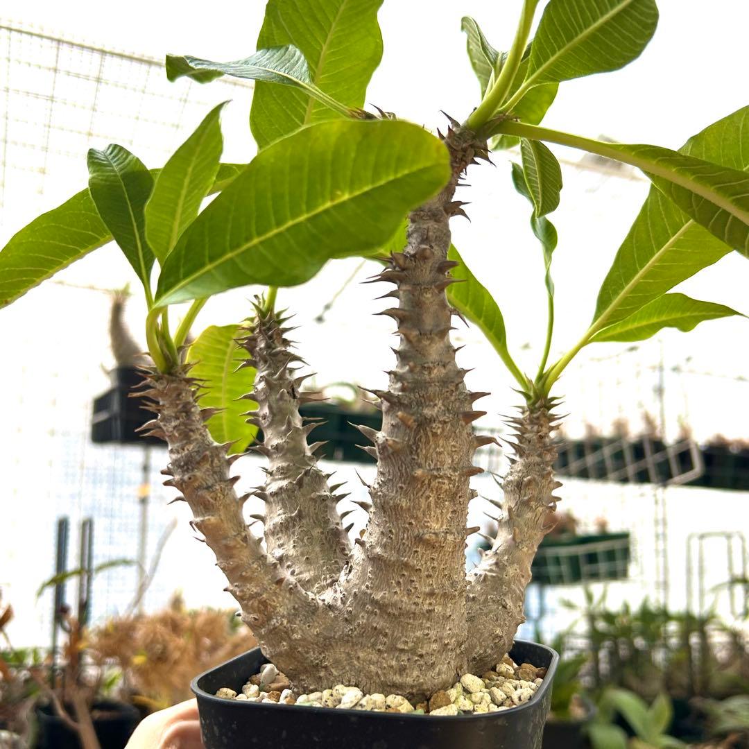 【希少4頭美株】ウィンゾリー パキポディウム 発根済株 塊根