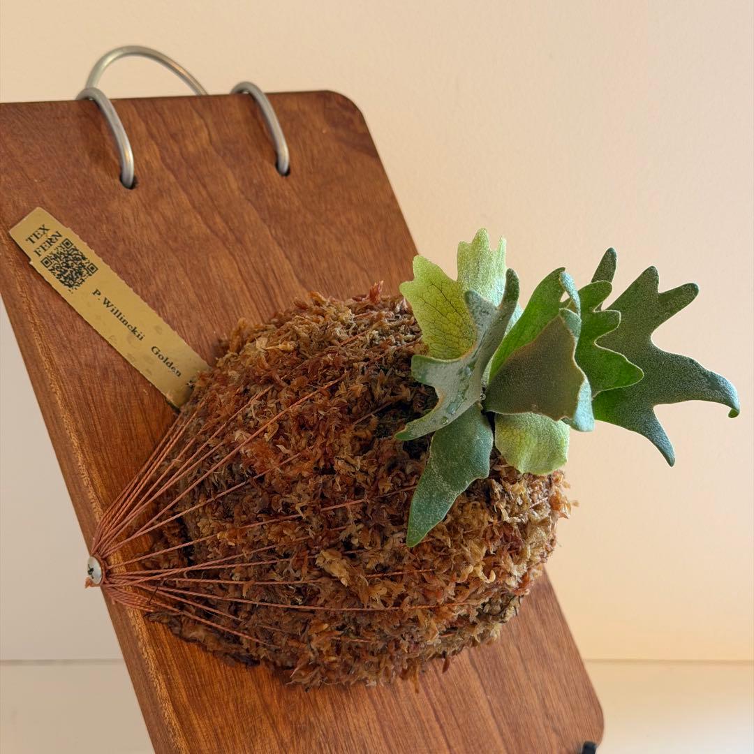 [ビカク丸]板付 極美株 Willinckii Golden Boy