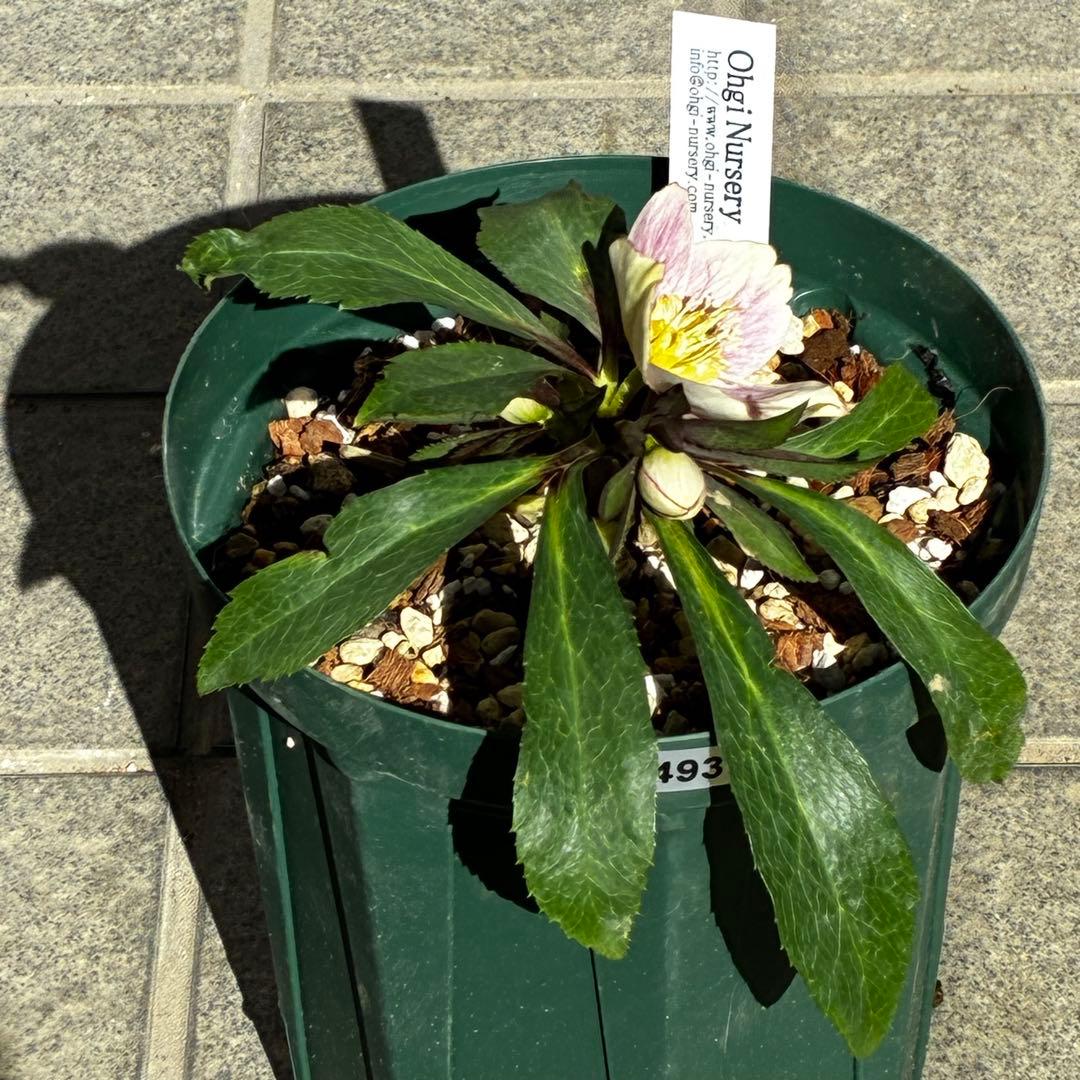 の*ん様 3493☘️蕾花タグ付き☘️超希少☘️筒型SD⭐️ポーセリン⭐️小輪⭐