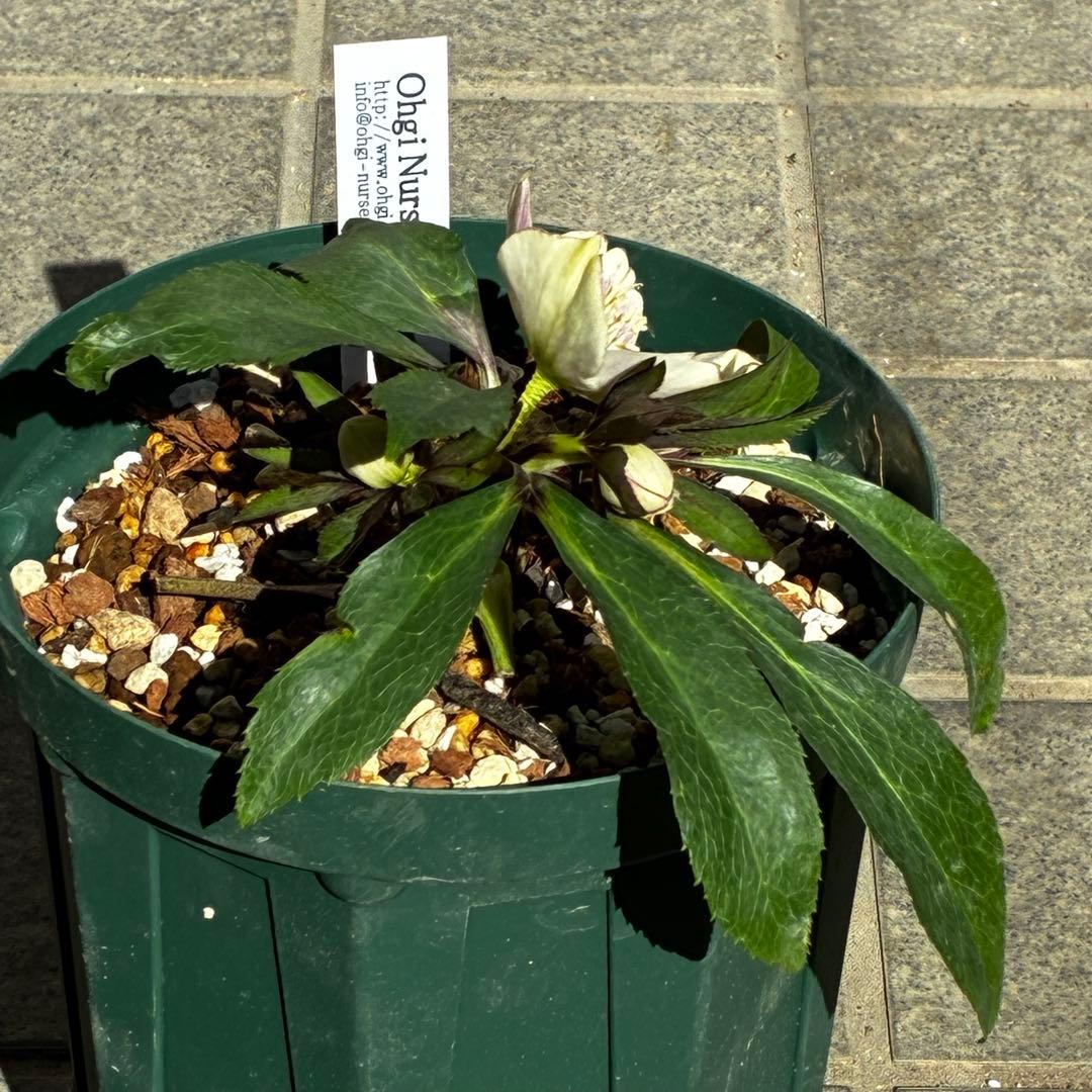 の*ん様 3493☘️蕾花タグ付き☘️超希少☘️筒型SD⭐️ポーセリン⭐️小輪⭐