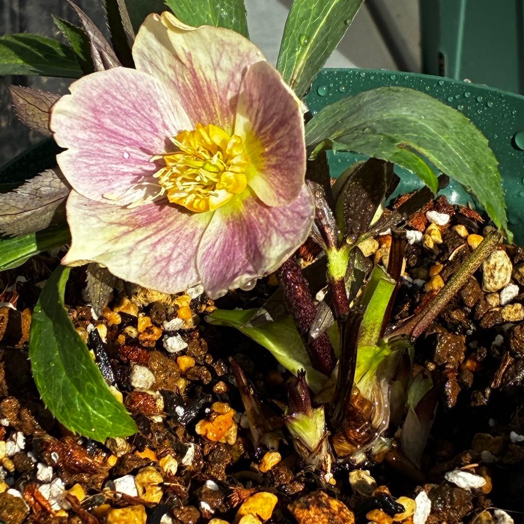 の*ん様 3493☘️蕾花タグ付き☘️超希少☘️筒型SD⭐️ポーセリン⭐️小輪⭐