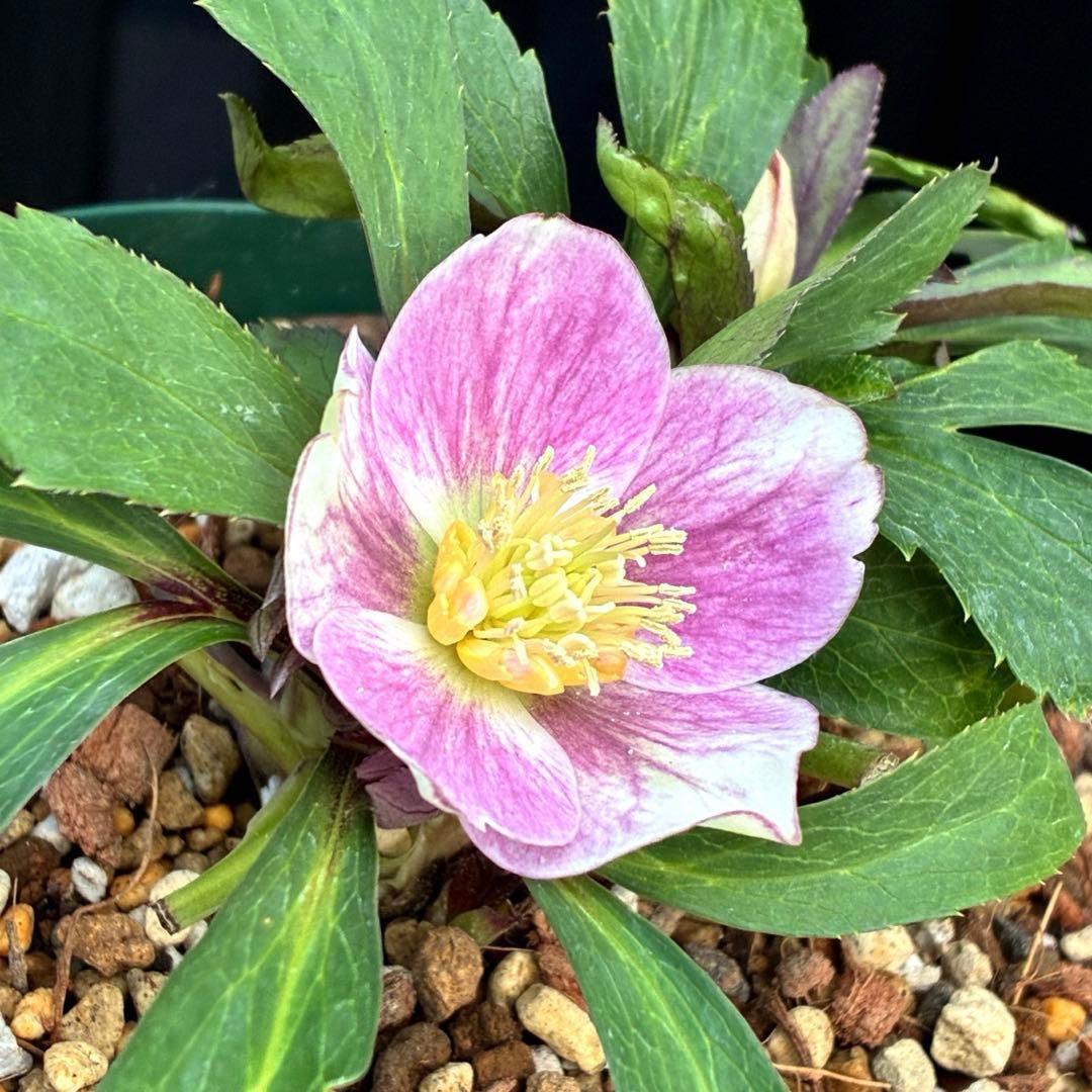 の*ん様 3493☘️蕾花タグ付き☘️超希少☘️筒型SD⭐️ポーセリン⭐️小輪⭐