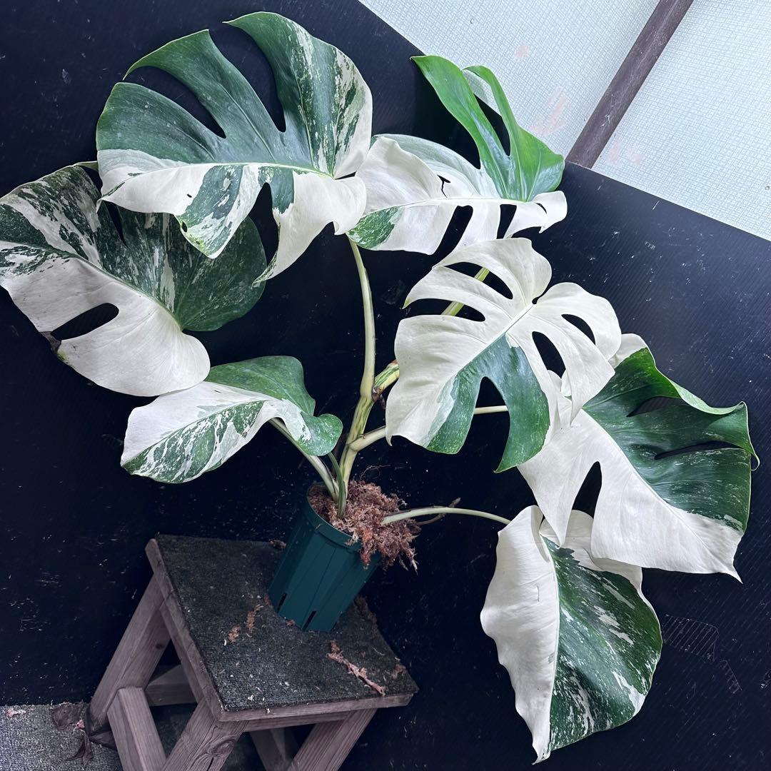 f*.様 斑入りモンステラ ホワイトタイガー極美大株74cm白斑多