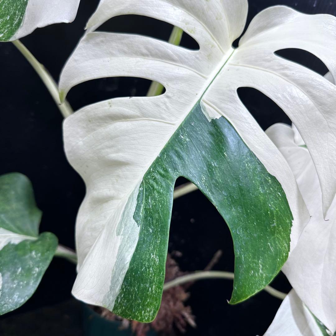 f*.様 斑入りモンステラ ホワイトタイガー極美大株74cm白斑多