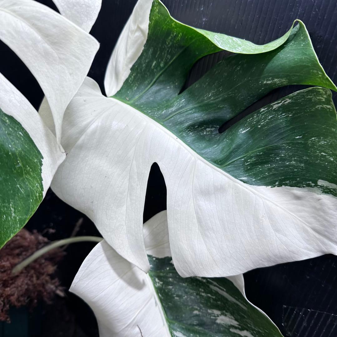 f*.様 斑入りモンステラ ホワイトタイガー極美大株74cm白斑多