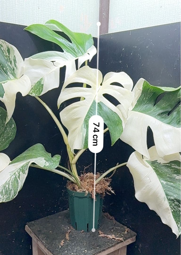 f*.様 斑入りモンステラ ホワイトタイガー極美大株74cm白斑多