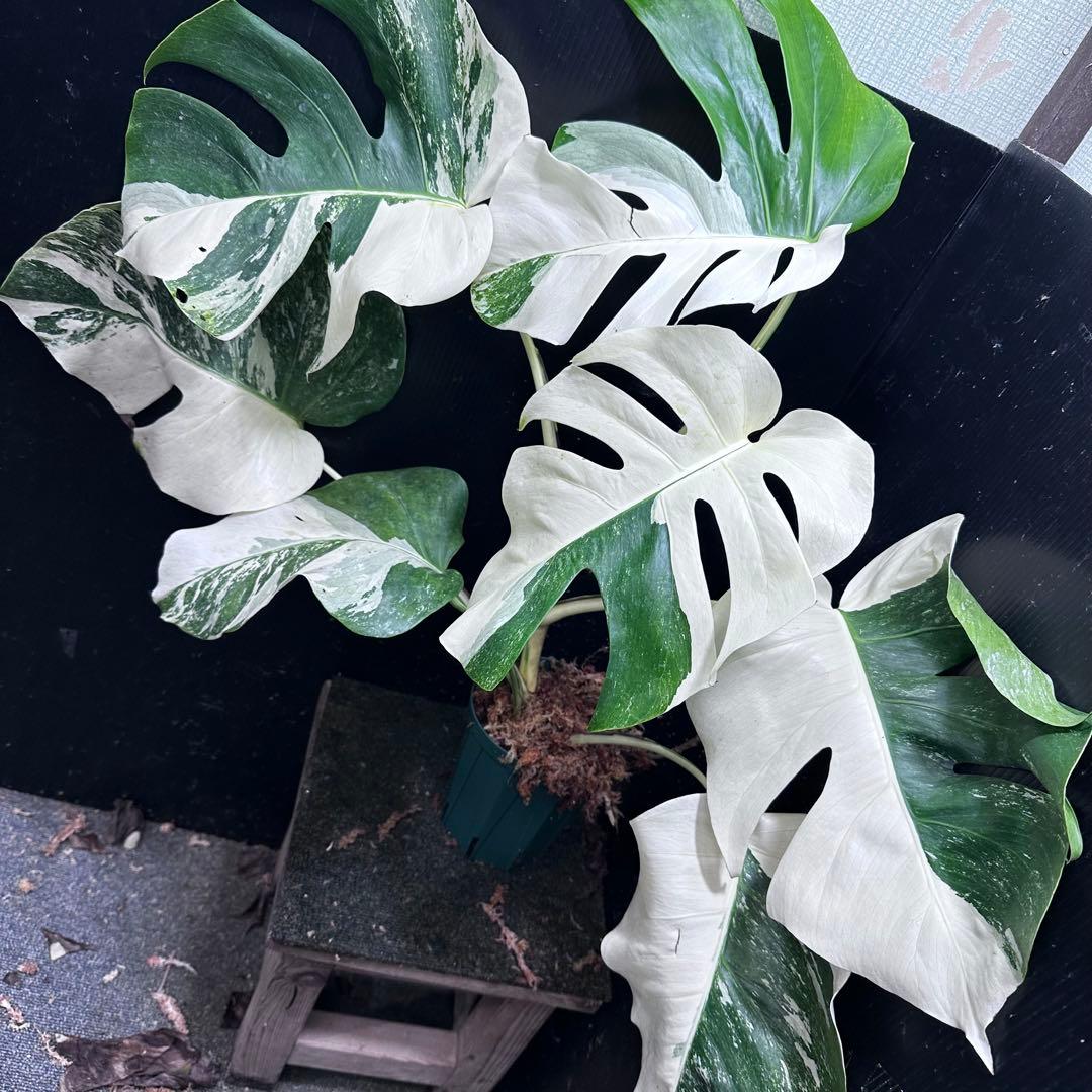 f*.様 斑入りモンステラ ホワイトタイガー極美大株74cm白斑多