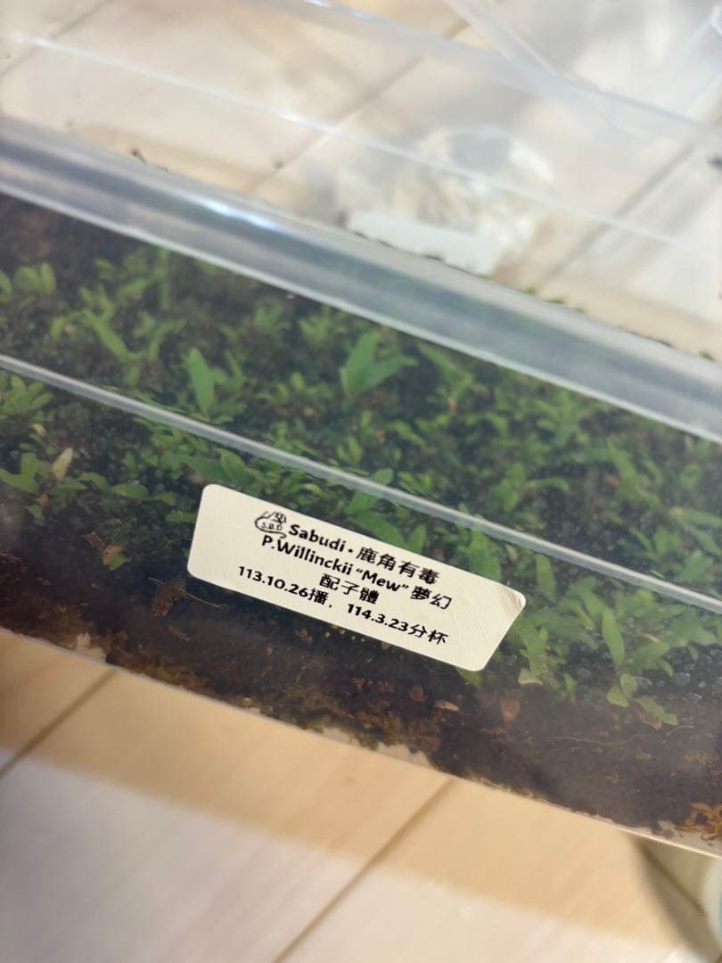 zzzz 　mew 20株+前葉体+タグなし