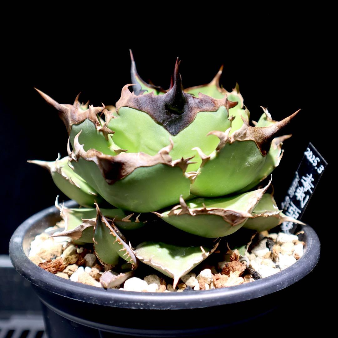 台湾産 子株① 亞瑟王 キングアーサー 毒刺 アガベ チタノタ OC