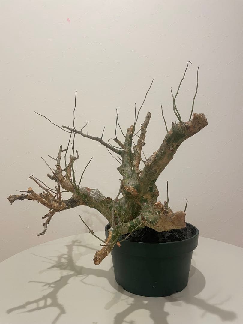コミフォラ カンペストリス（特大） Commiphora Campest