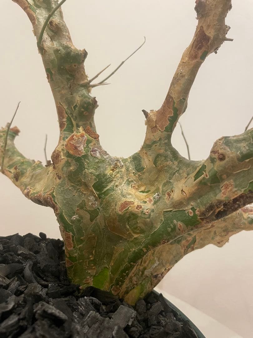 コミフォラ カンペストリス（特大） Commiphora Campest