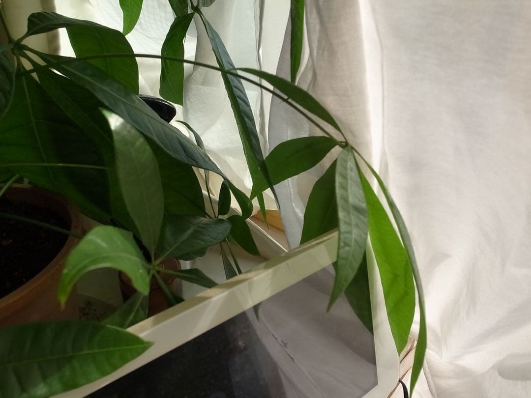 【美品＋ムック本】RICOH GR digital ⅳ