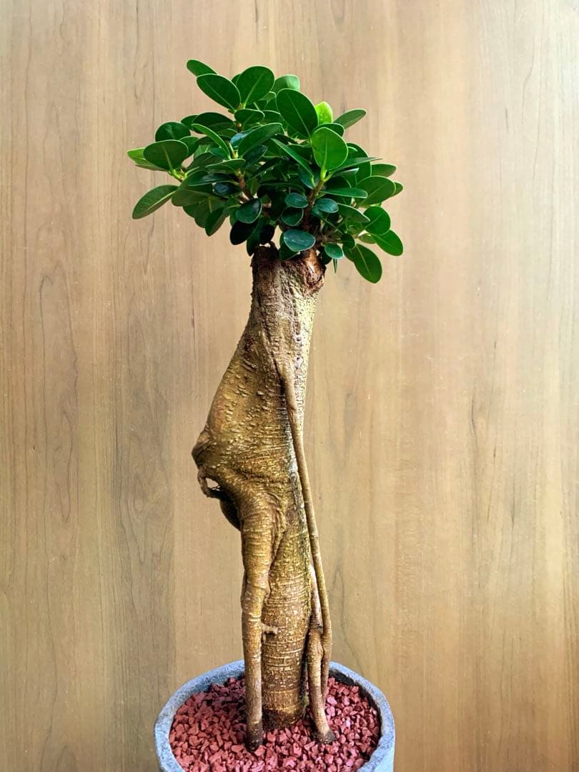 コパンダガジュマル　インテリアスタイル！　Ⅱ