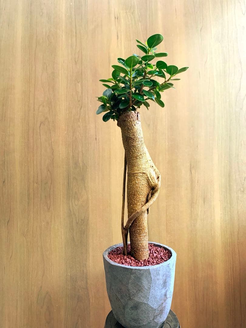 コパンダガジュマル　インテリアスタイル！　Ⅱ