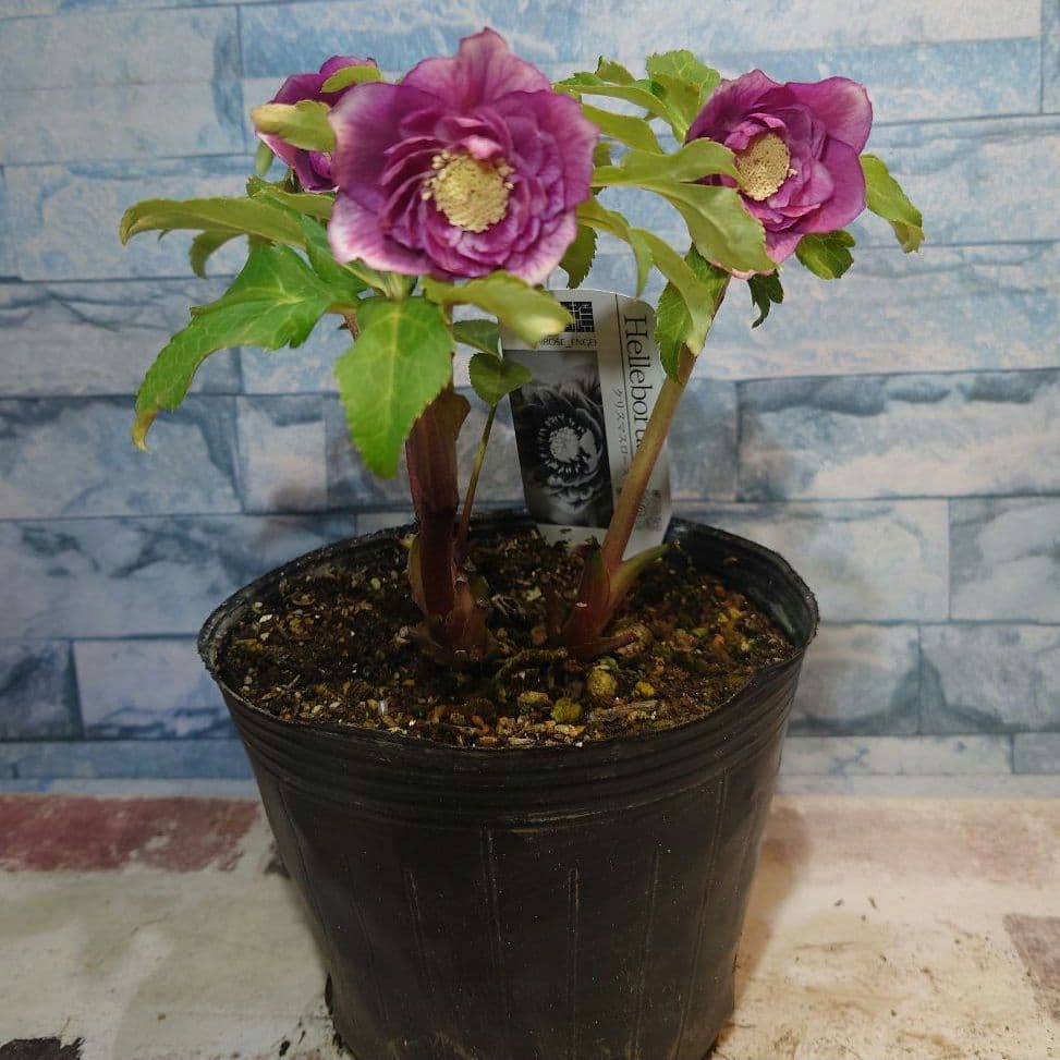 衛*様 ☀️ クリスマスローズ開花株☀️ 6号スリットポット植え ☀