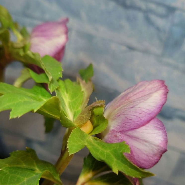 衛*様 ☀️ クリスマスローズ開花株☀️ 6号スリットポット植え ☀