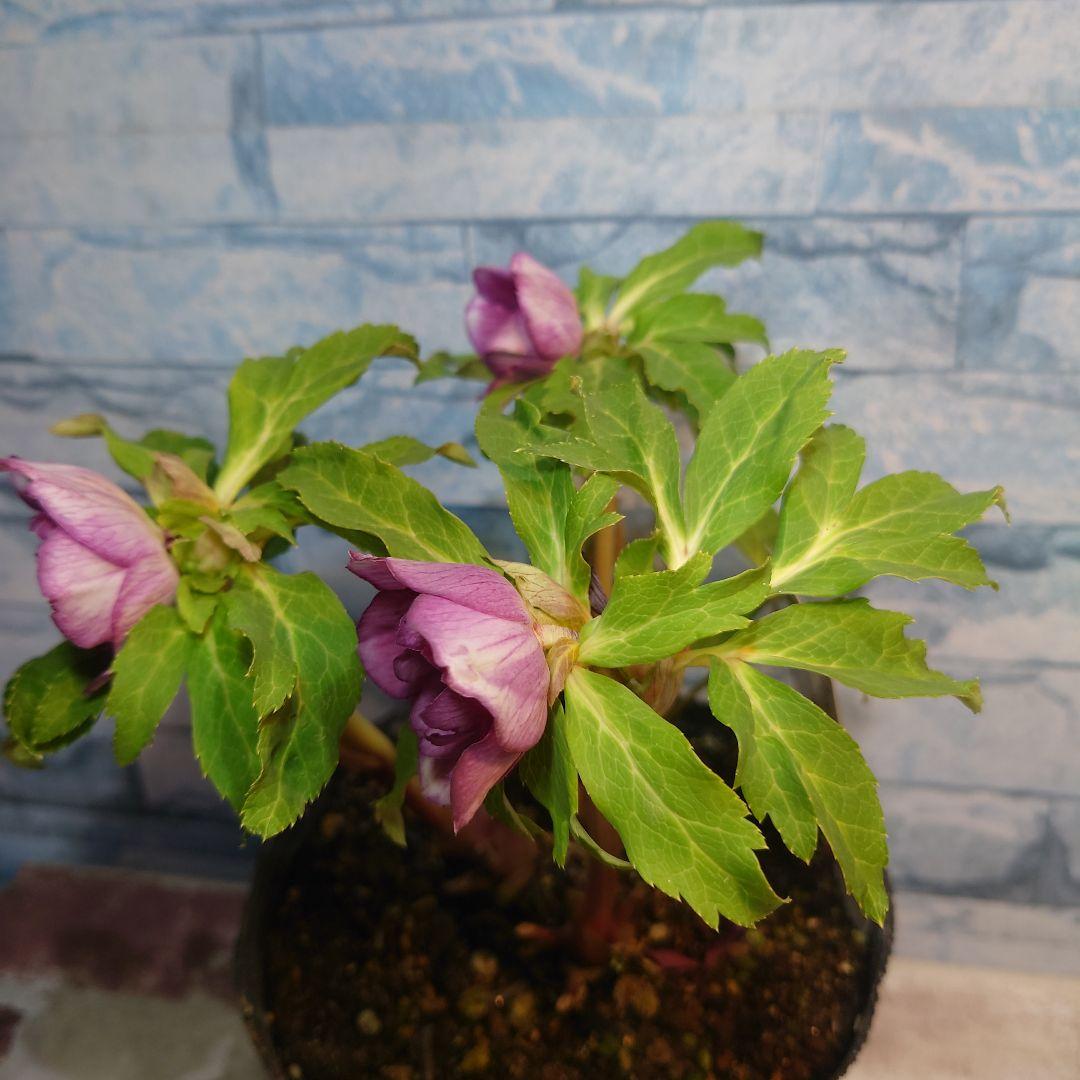 衛*様 ☀️ クリスマスローズ開花株☀️ 6号スリットポット植え ☀