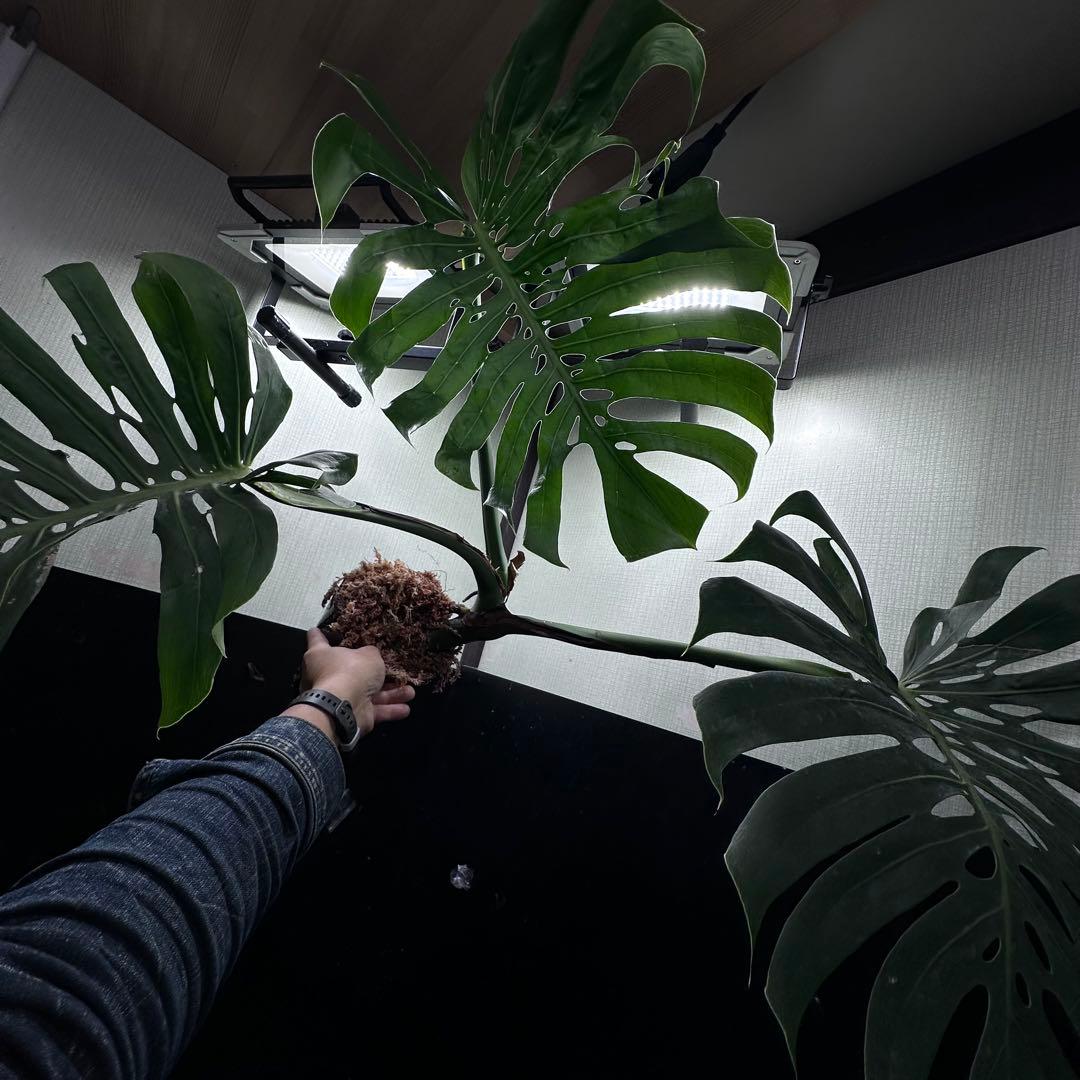 や*ぴ様 モンステラデリシオーサマクロコズム超希少系統鉢植え75㎝