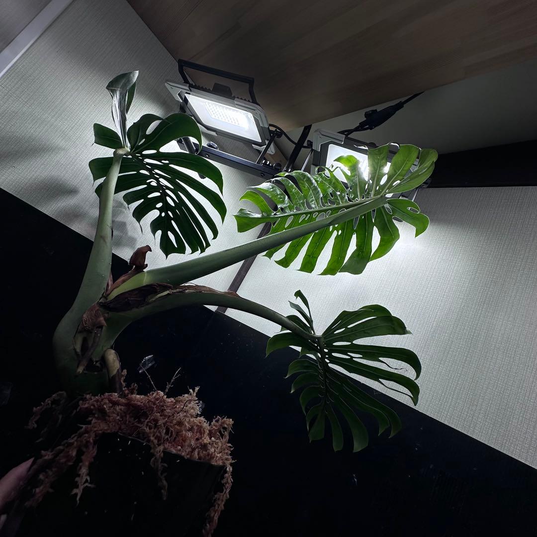 や*ぴ様 モンステラデリシオーサマクロコズム超希少系統鉢植え75㎝