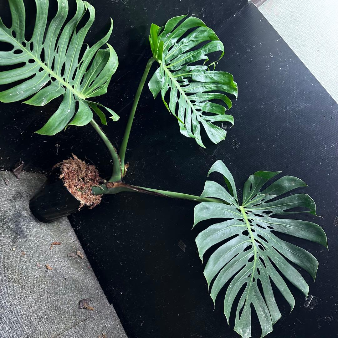 や*ぴ様 モンステラデリシオーサマクロコズム超希少系統鉢植え75㎝