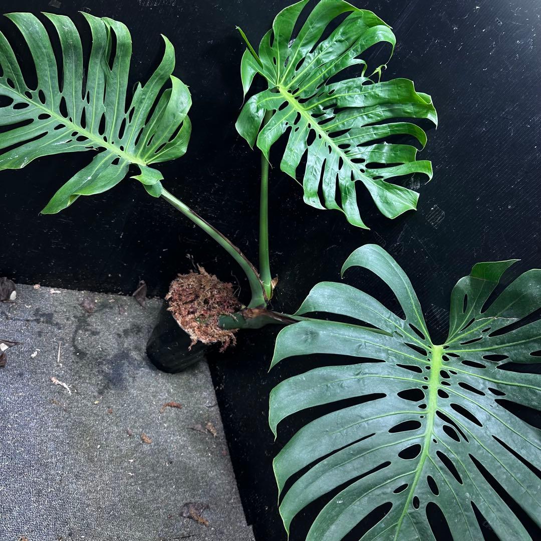 や*ぴ様 モンステラデリシオーサマクロコズム超希少系統鉢植え75㎝