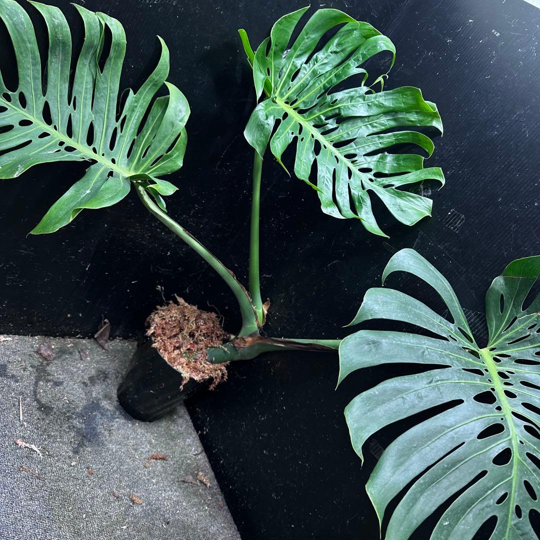 や*ぴ様 モンステラデリシオーサマクロコズム超希少系統鉢植え75㎝