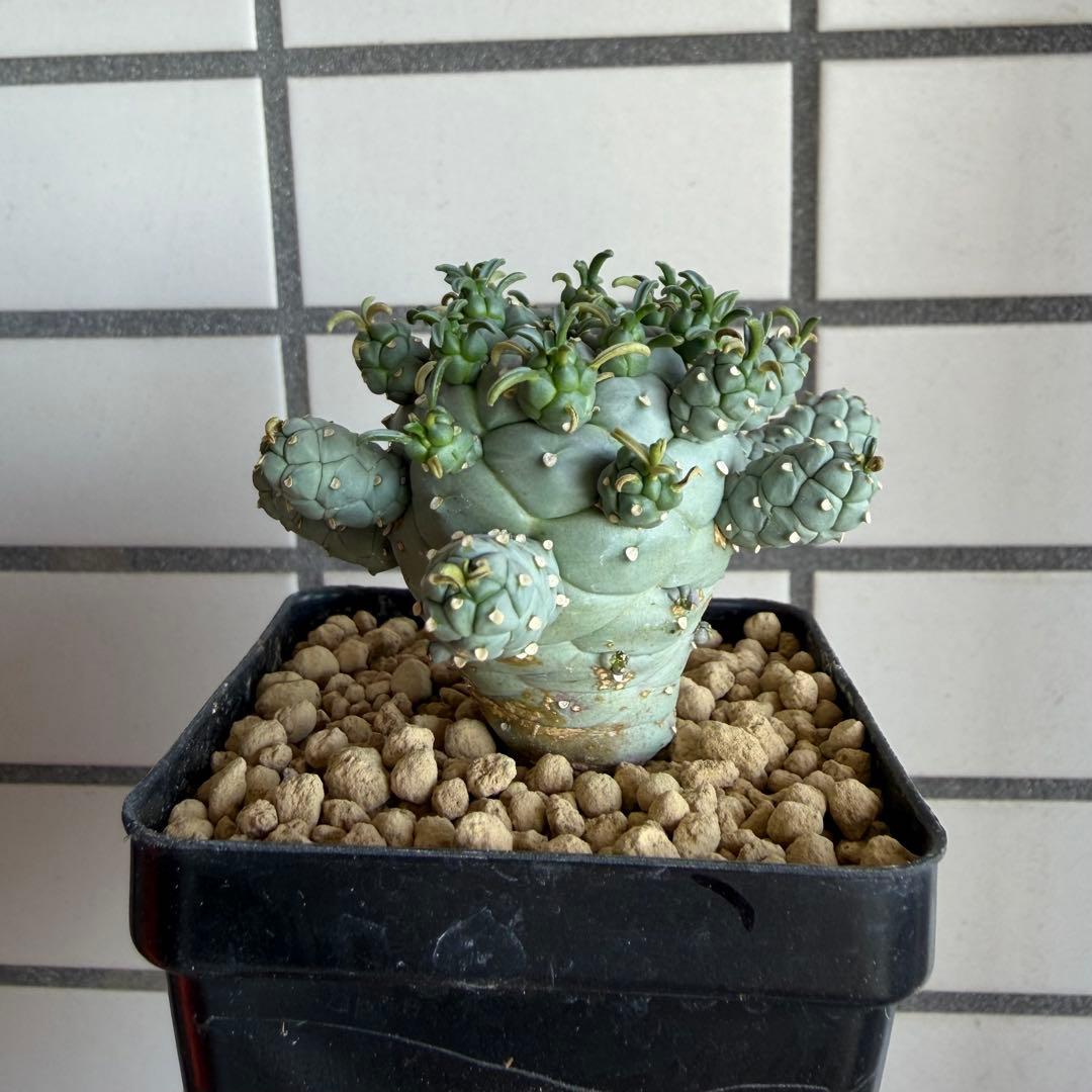 u*5様 タコモノ ユーフォルビア ラミグランス 実生