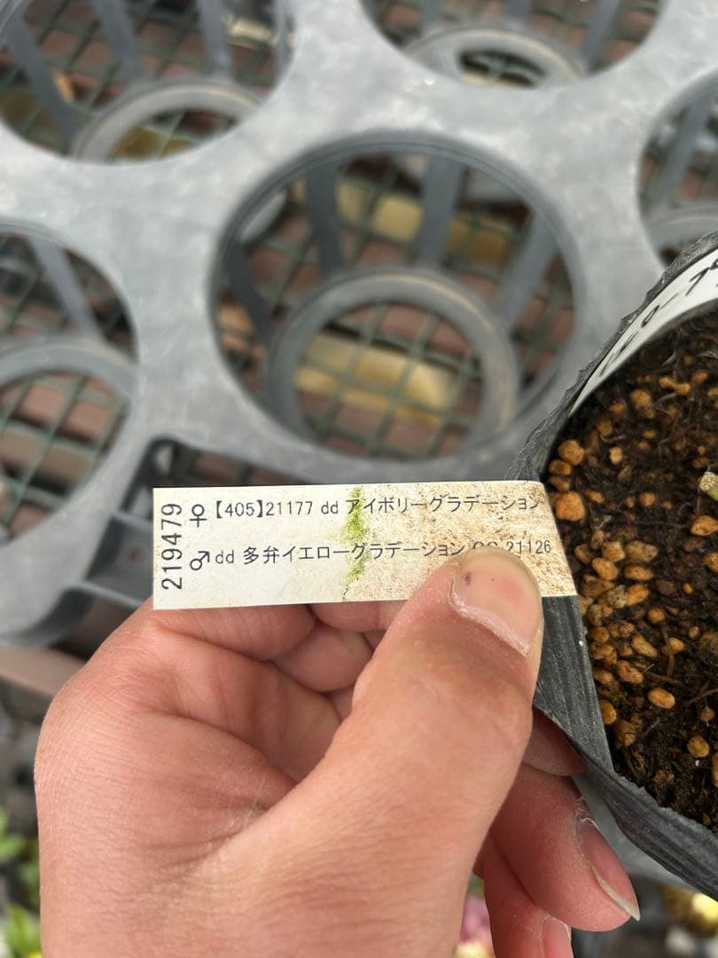 加藤農園 イエロープリマヴェーラ クリスマスローズ 同梱可能