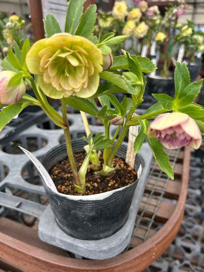 加藤農園 イエロープリマヴェーラ クリスマスローズ 同梱可能