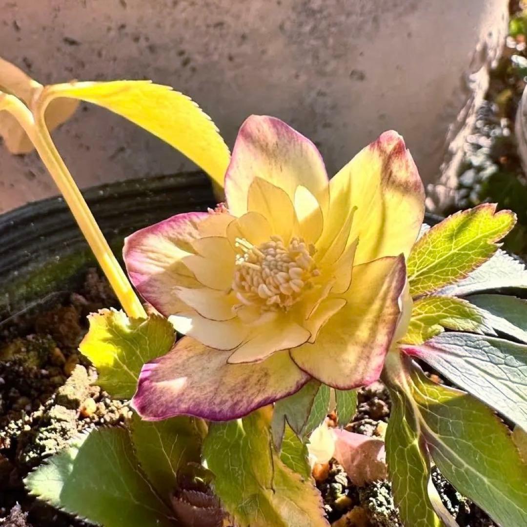 クリスマスローズ　蜃気楼 dd 大木ナーサリー　交配苗