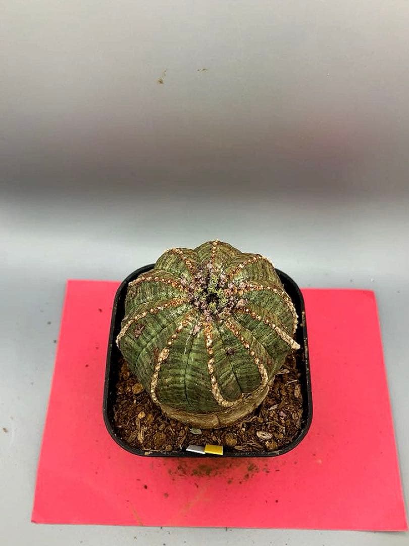 《3号WY》ユーフォルビア　オールド　オベサ　雌株