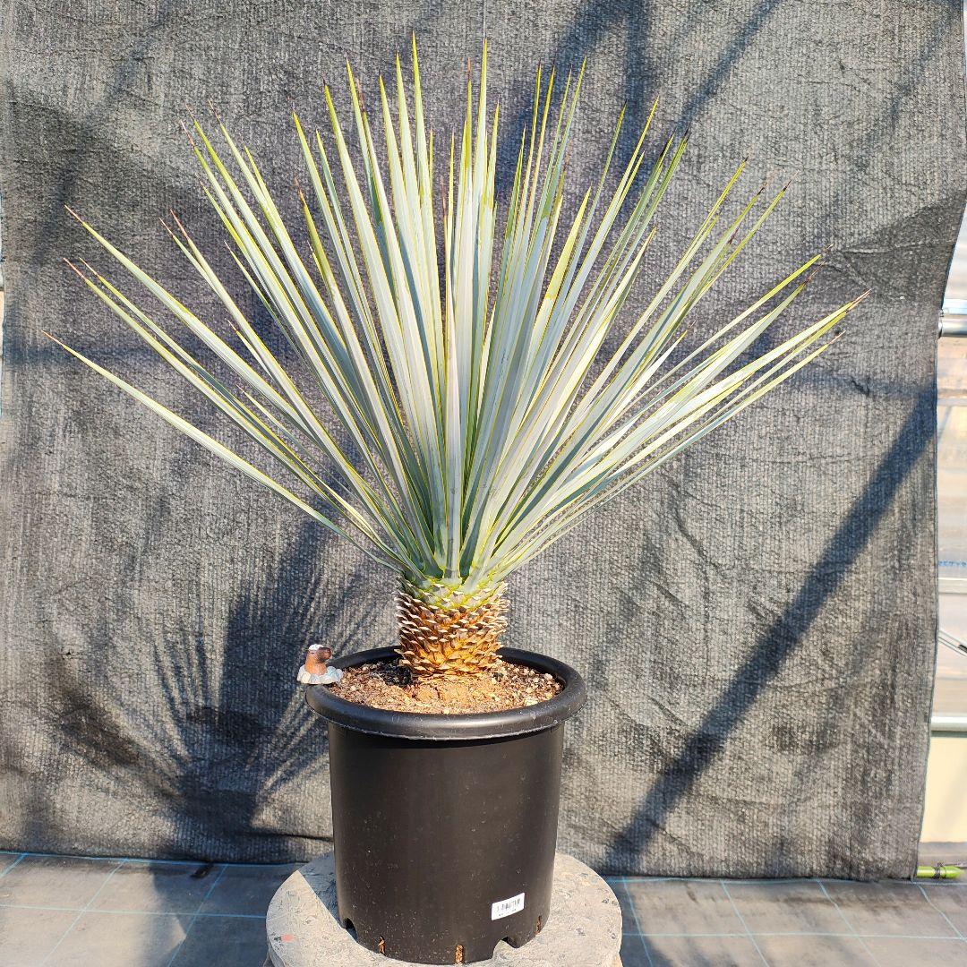 さ*な様 ユッカ ロストラータ Hybrid No.3