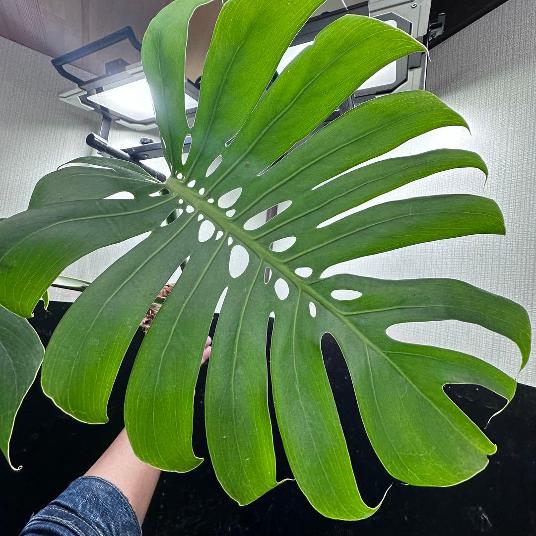 A*】様 モンステラデリシオーサマクロコズム超希少系統鉢植え64㎝