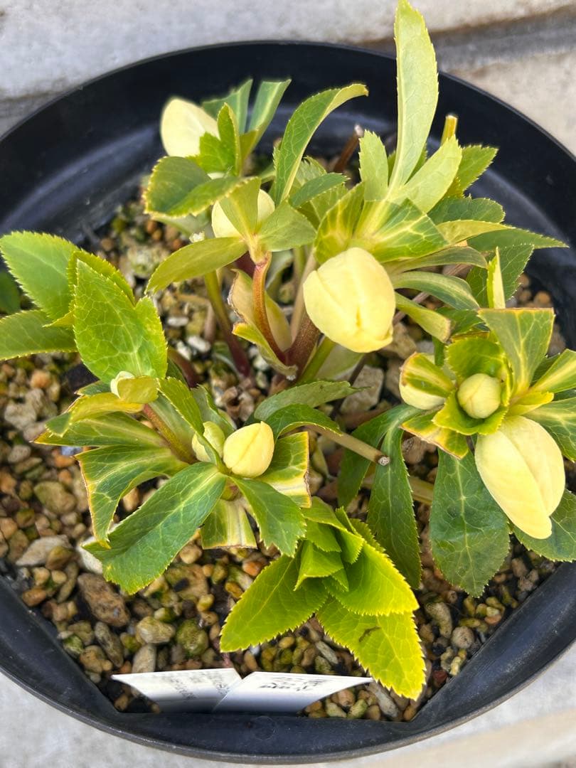 多弁系かぐや姫　加藤農園　クリスマスローズ