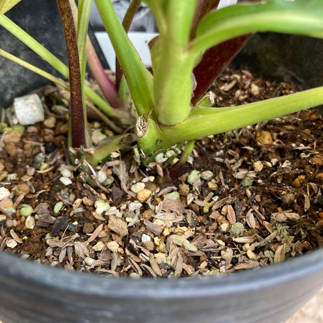 クリスマスローズ　開花株　4.5寸 　広瀬園芸　MIYABIです。