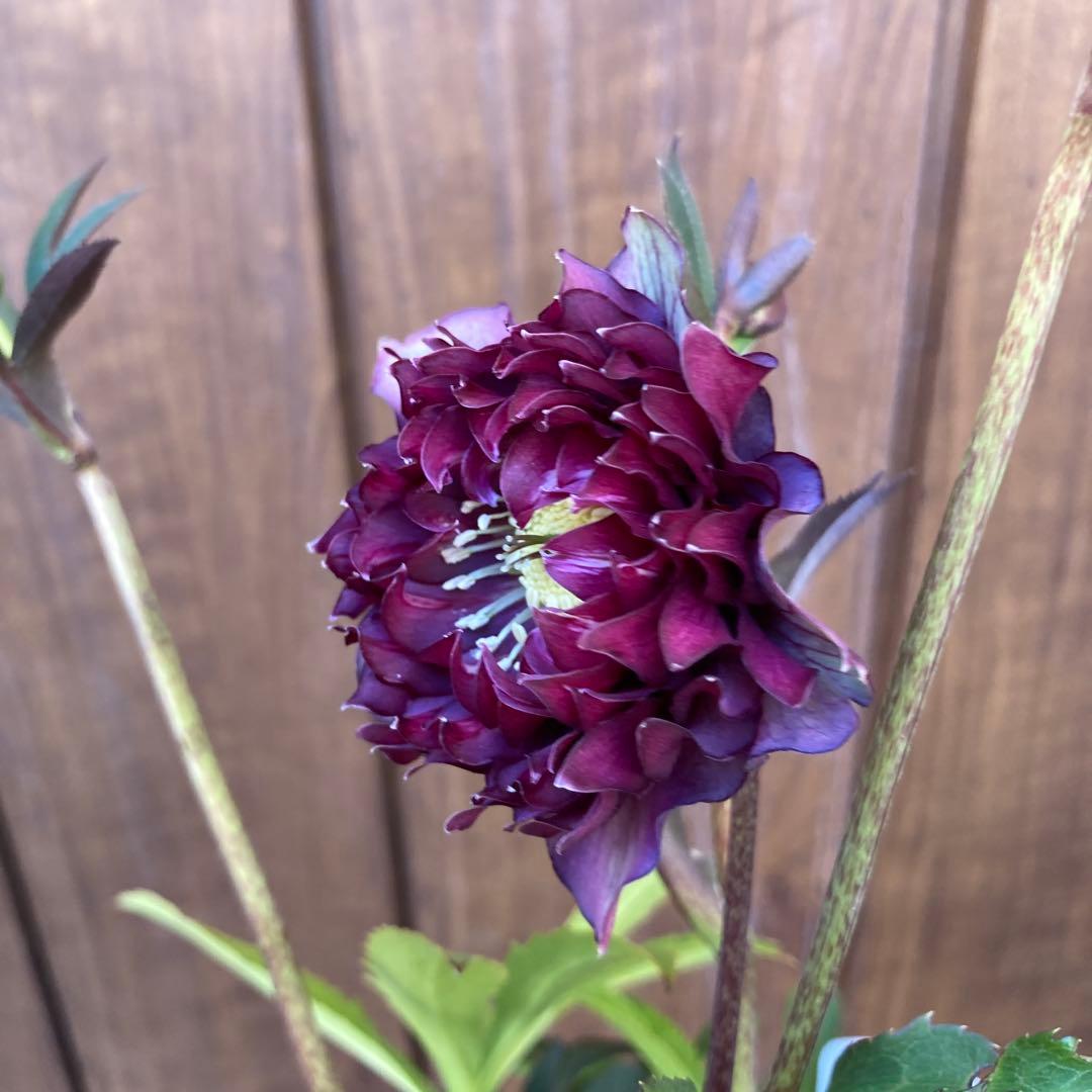 クリスマスローズ　開花株　4.5寸 　広瀬園芸　MIYABIです。