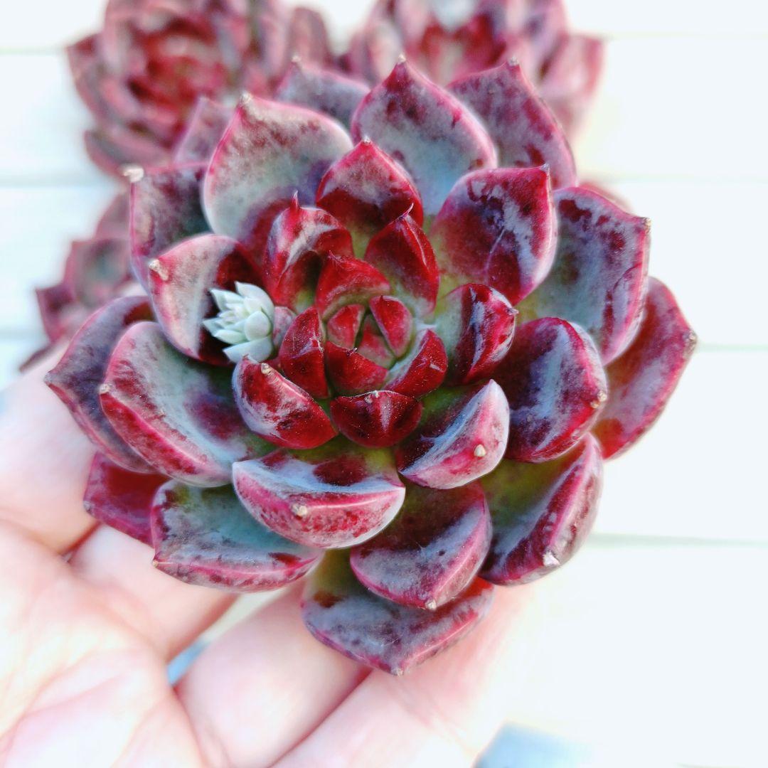 12 noriko多肉植物販売会