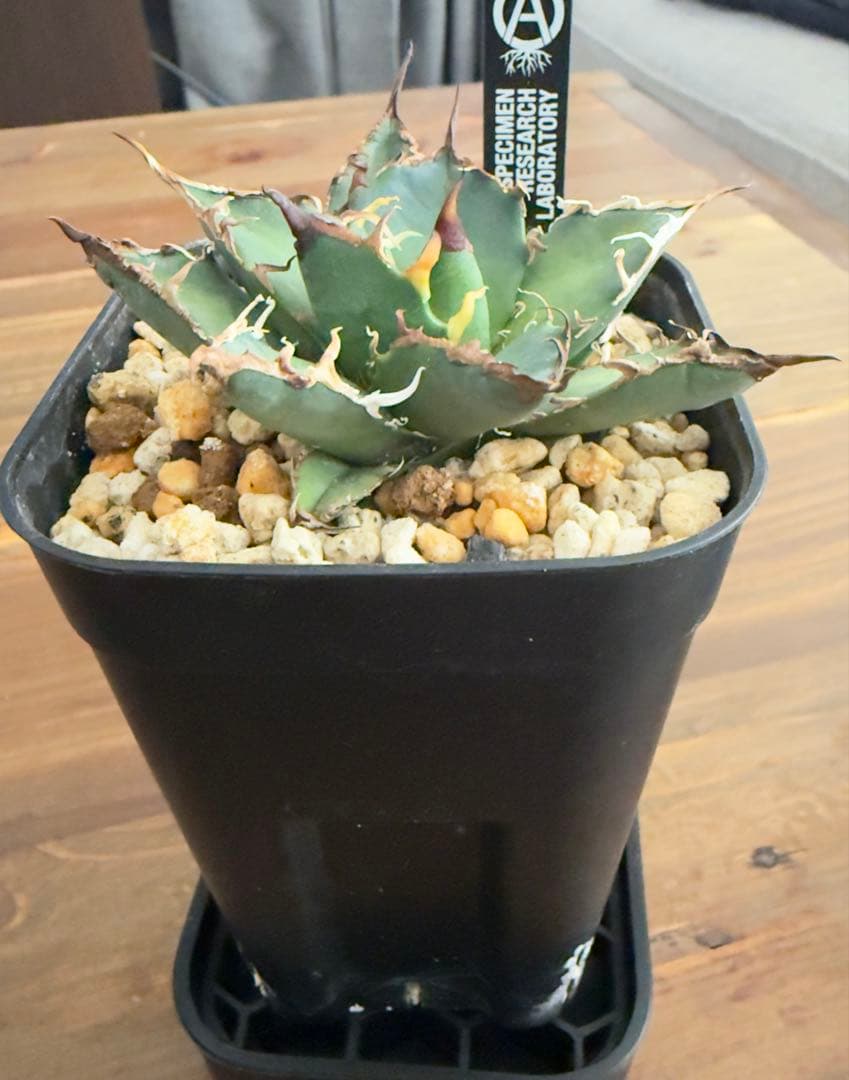 ハイブリッド　アガベ　ホリダ×エボリスピナ