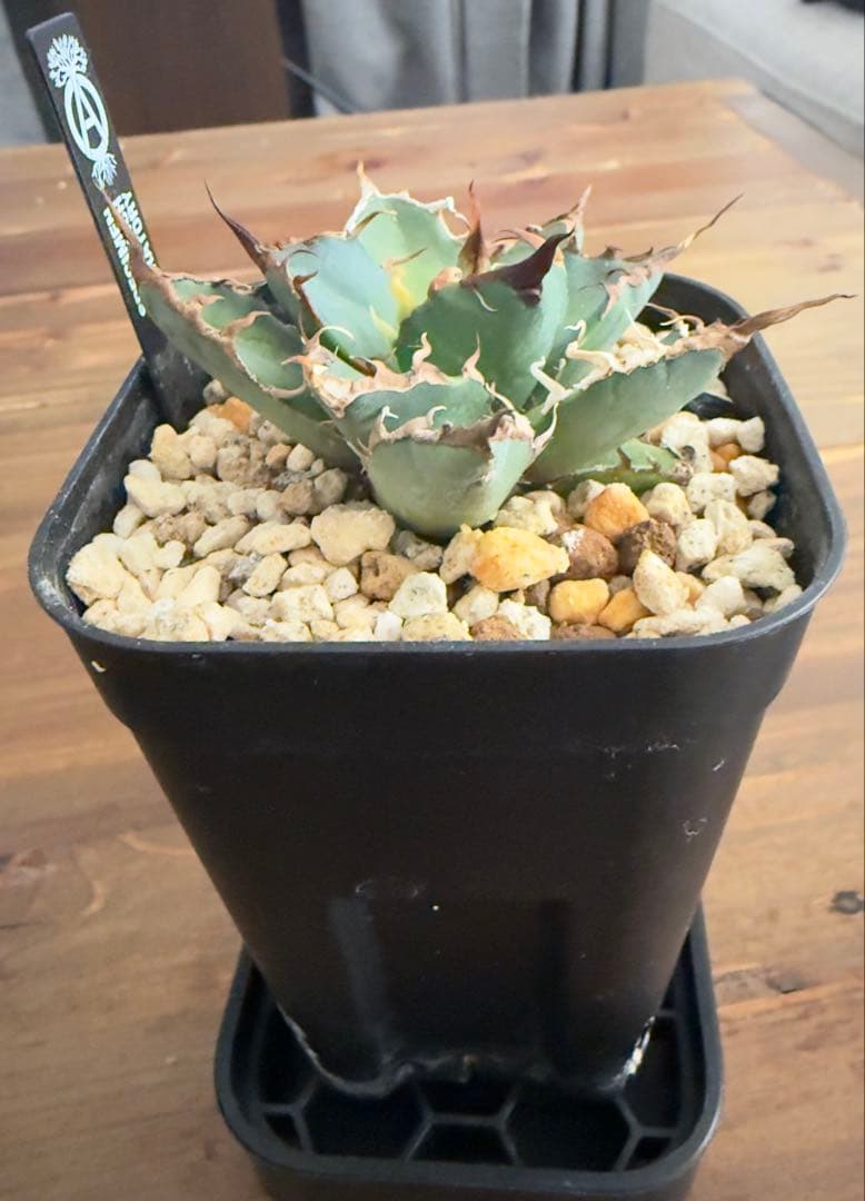 ハイブリッド　アガベ　ホリダ×エボリスピナ