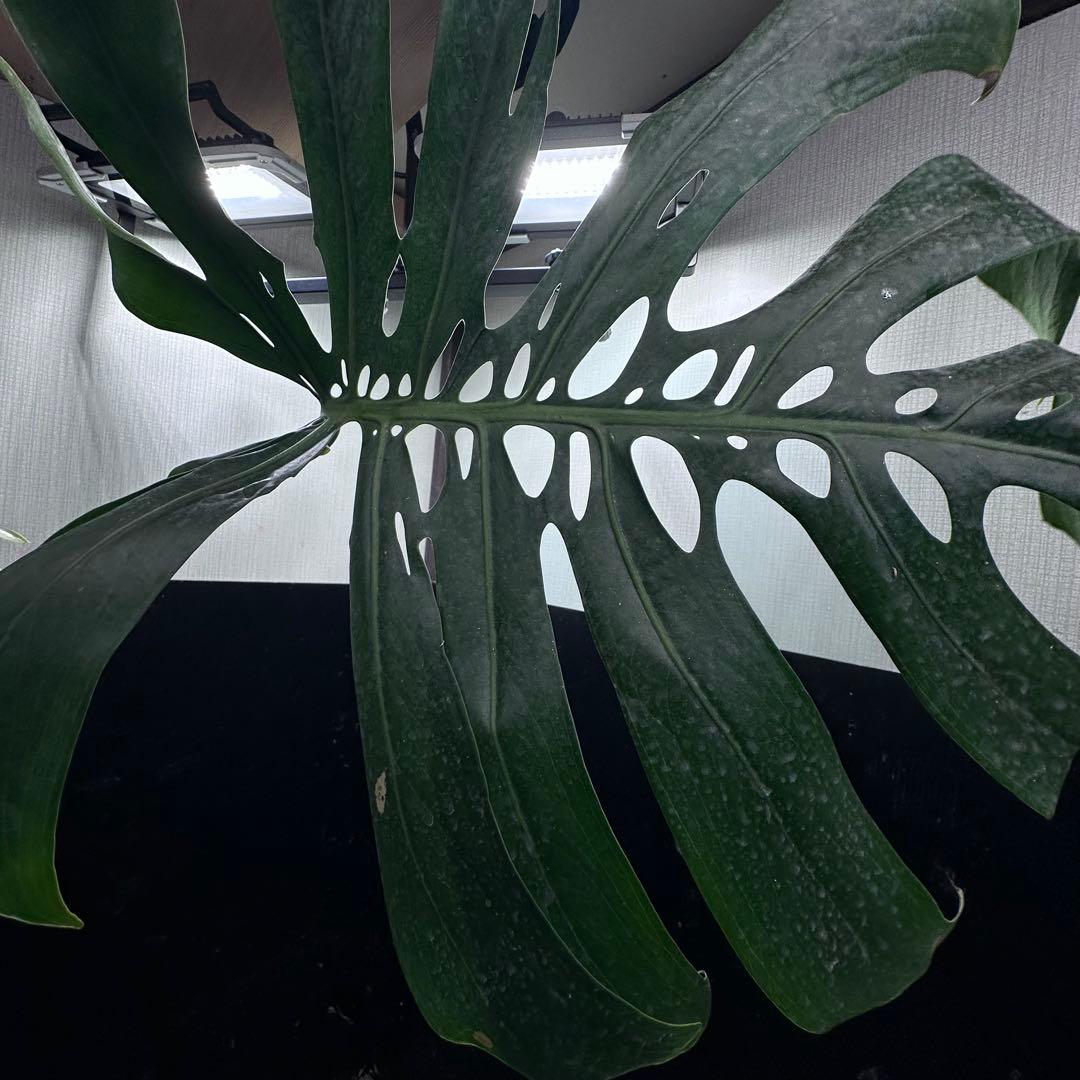 s*8様 モンステラデリシオーサマクロコズム超希少系統鉢植え86㎝