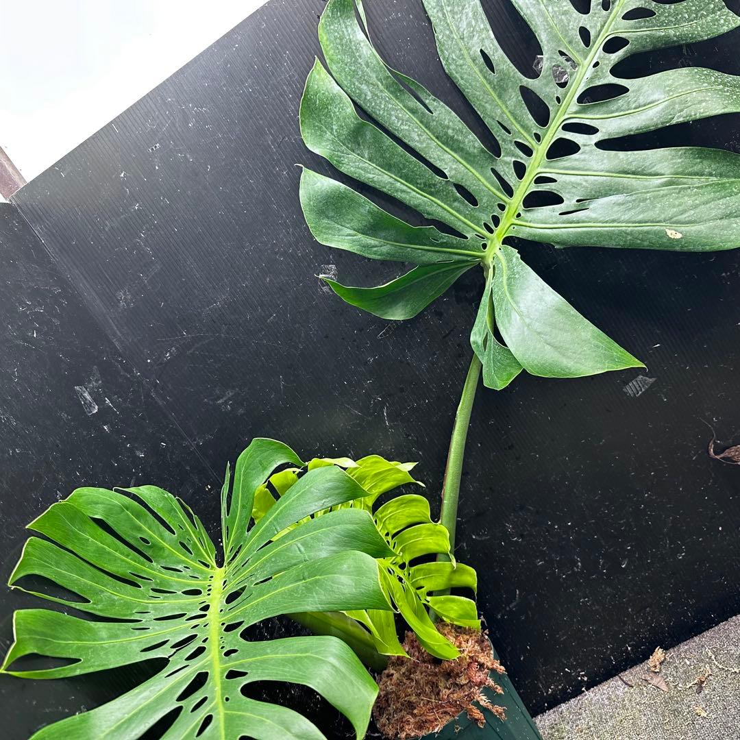 s*8様 モンステラデリシオーサマクロコズム超希少系統鉢植え86㎝