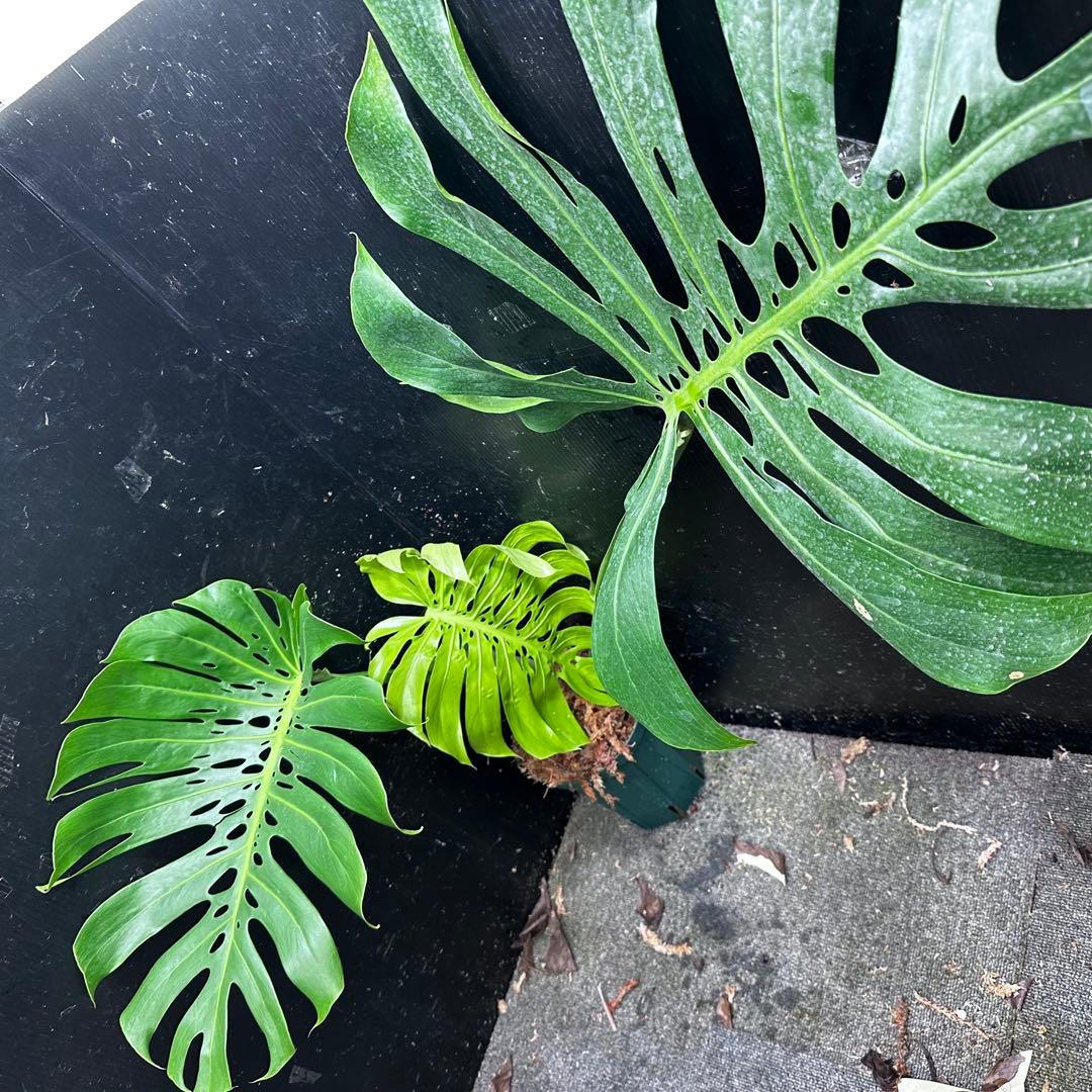 s*8様 モンステラデリシオーサマクロコズム超希少系統鉢植え86㎝