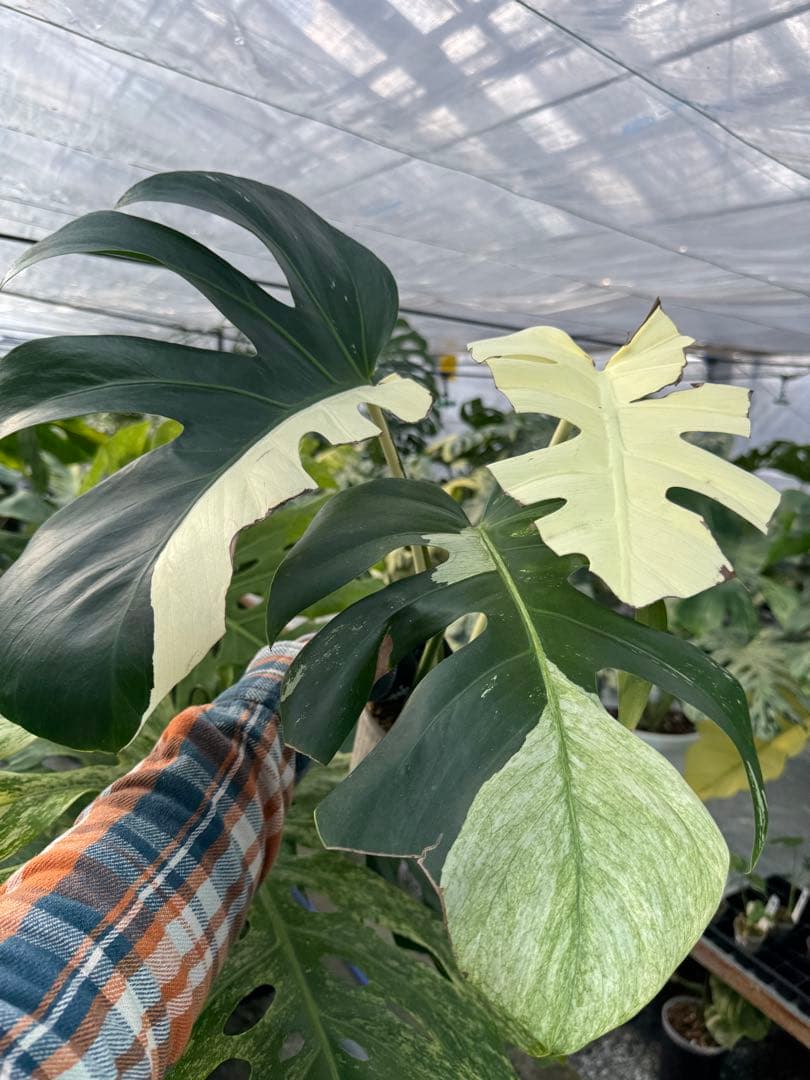 K*様 37モンステラ　ボルギシアナ　x デリシオーサ　ミント　美斑入り健康カッ