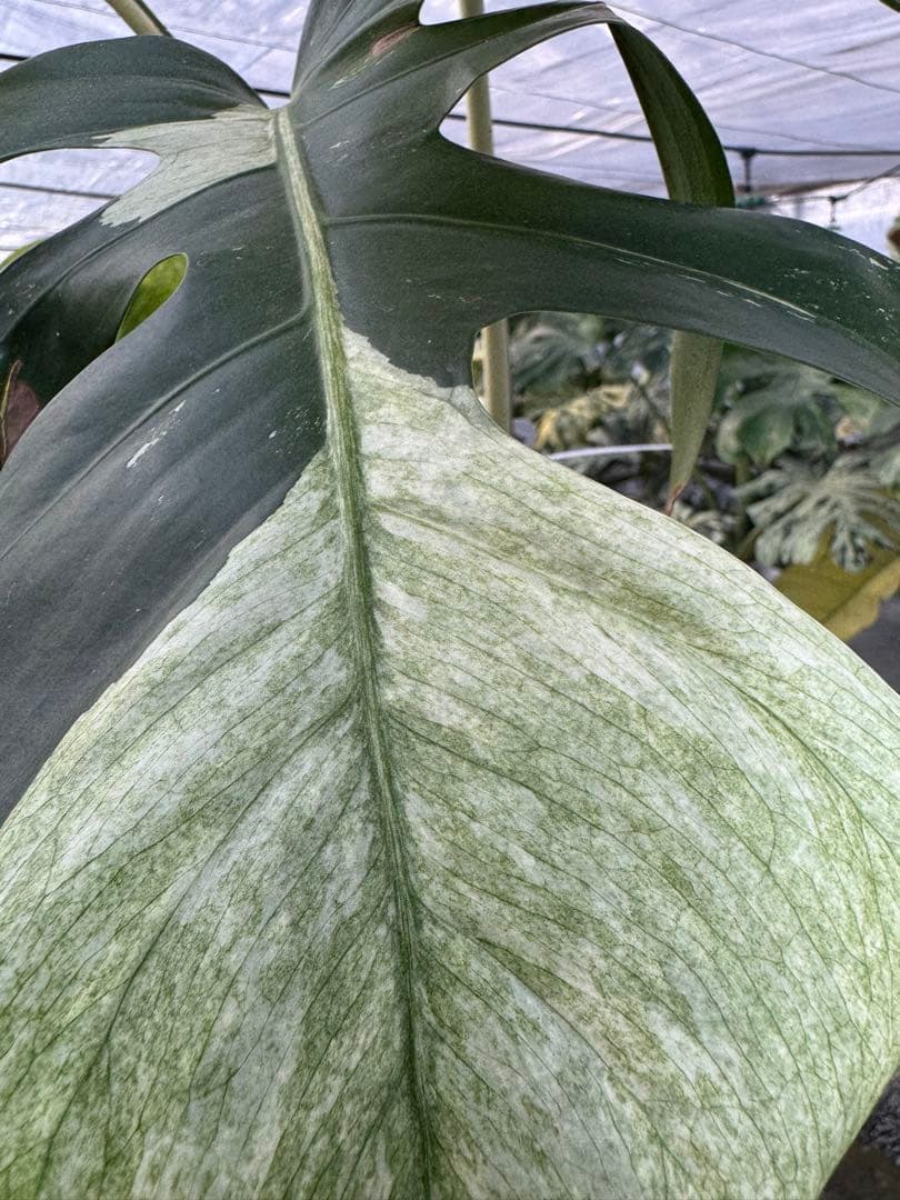 K*様 37モンステラ　ボルギシアナ　x デリシオーサ　ミント　美斑入り健康カッ