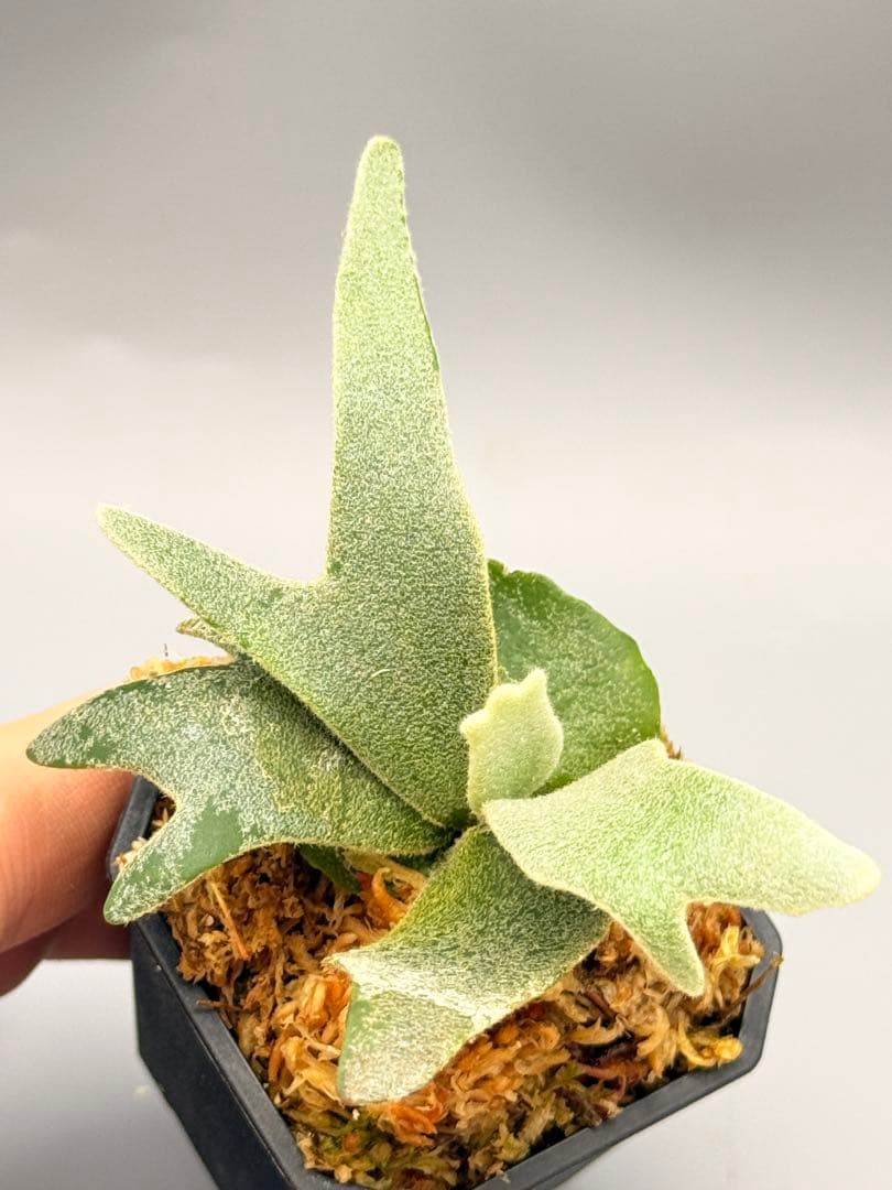 佐*武様 ビカクシダP.willinckii Golden Boy sporeド