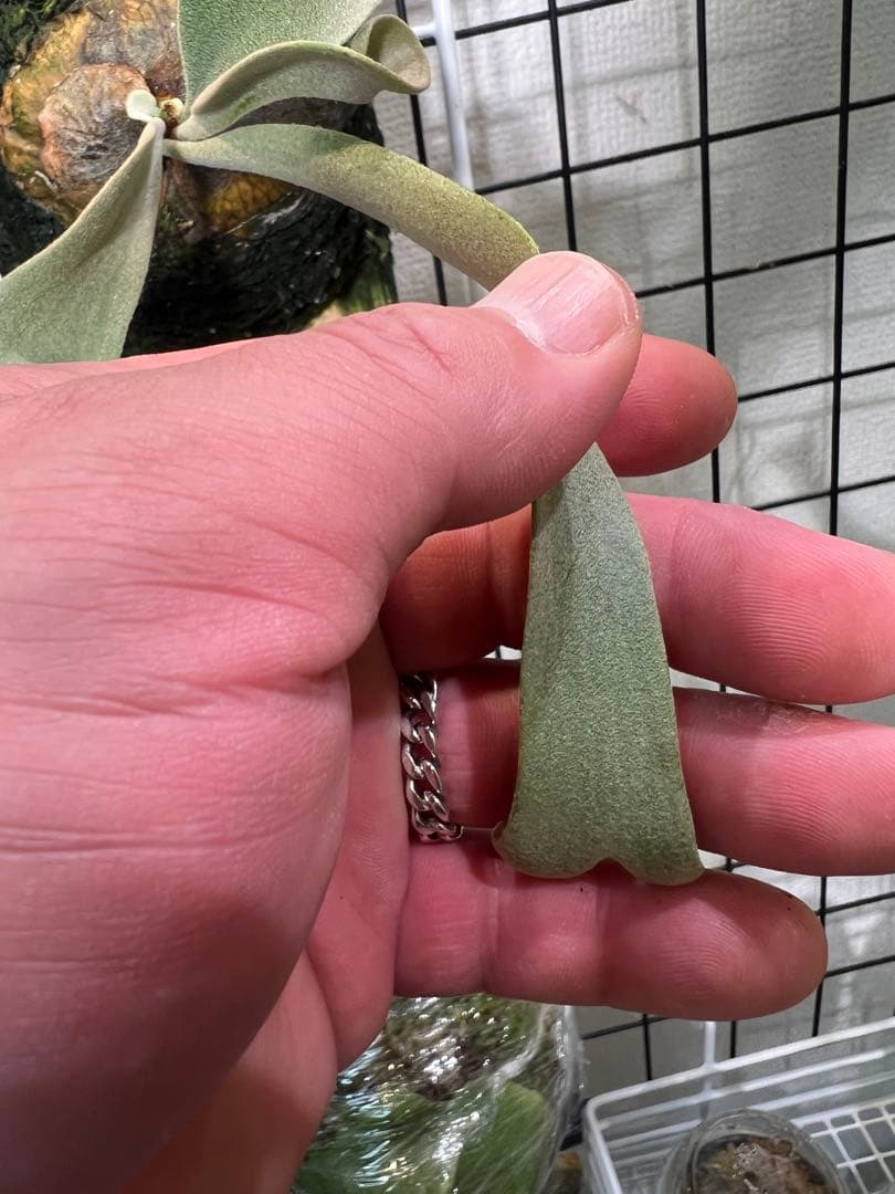 P.willinckii cv \"Blue Queen\" OC 子株板付け