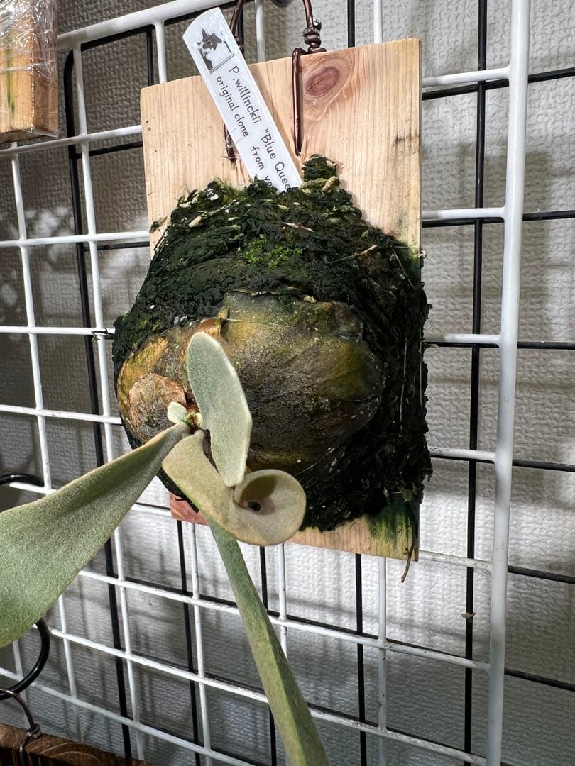 P.willinckii cv \"Blue Queen\" OC 子株板付け