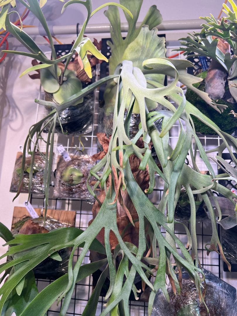 P.willinckii cv \"Blue Queen\" OC 子株板付け