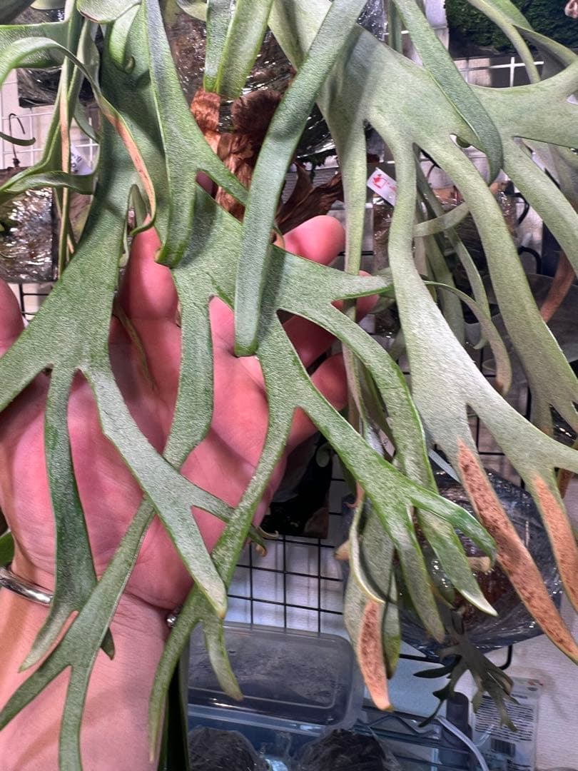 P.willinckii cv \"Blue Queen\" OC 子株板付け